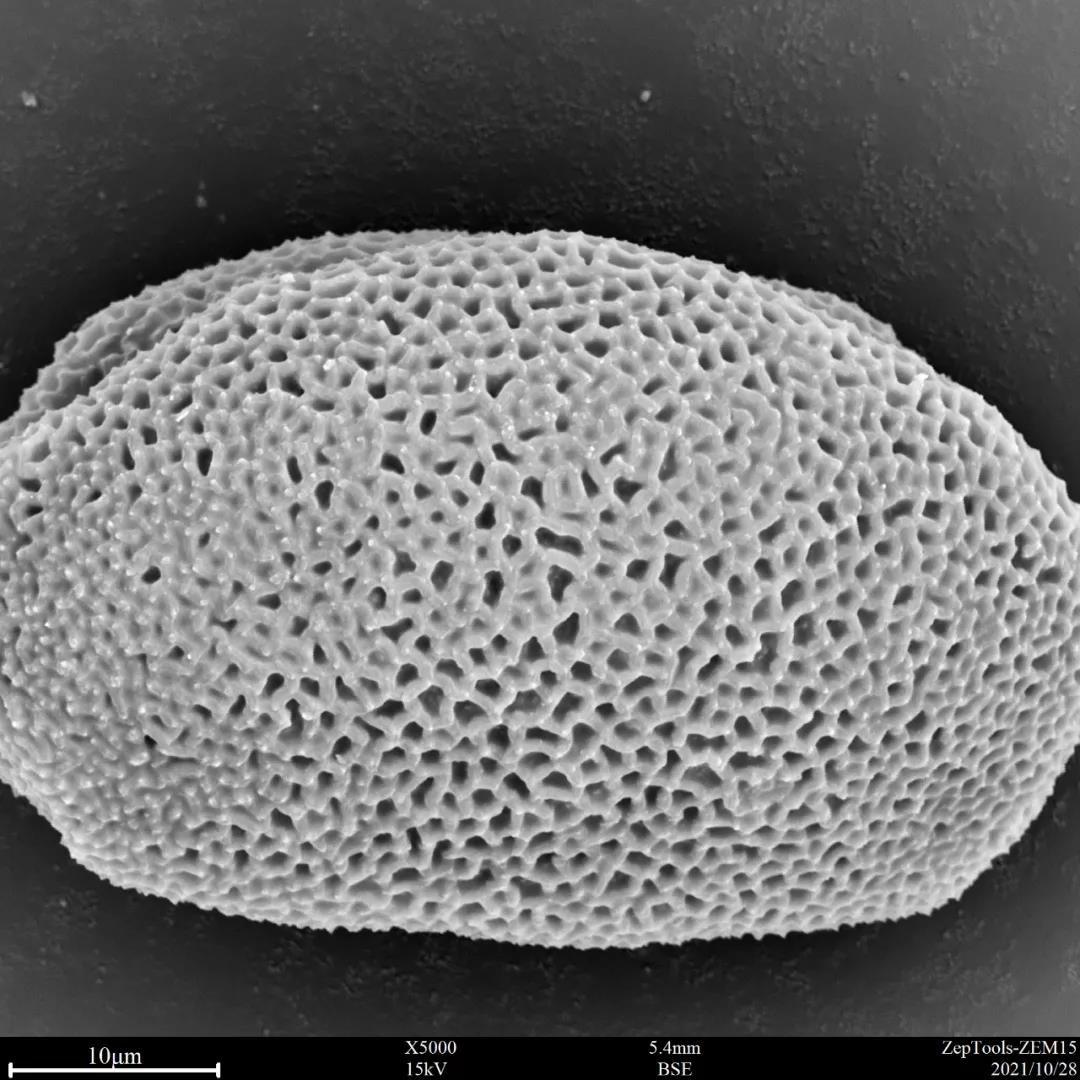 臺式掃描電鏡5000倍下的蔥蓮花粉